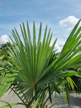 ↑ Sie erhalten genau diese winterharte Palme ↑ Trachycarpus Fortunei 240cm Nr.42