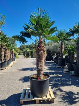 Hanfpalme-Trachycarpus-Wagnerianus-6wg