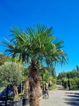 ↑ Sie erhalten genau diese winterharte Palme ↑ Trachycarpus Fortunei 310cm Nr.49wg