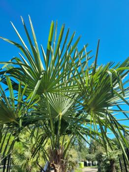 ↑ Sie erhalten genau diese winterharte Palme ↑ Trachycarpus Fortunei 260cm Nr.45wg