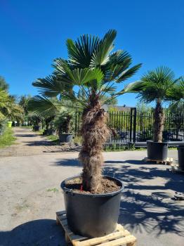 Hanfpalme-Trachycarpus-Wagnerianus-41wg