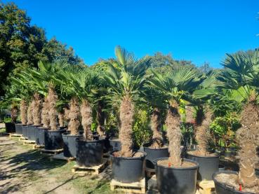 Palmen kaufen - Plantaplaza