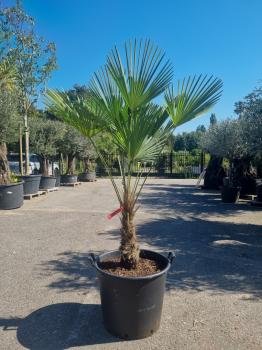 Hanfpalme-Trachycarpus-Wagnerianus-45