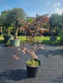 Roter Fächerahorn Acer Palmatum Bloodgood Nr.4
