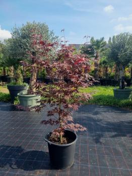 Roter-Faecherahorn-Acer-Palmatum-Bloodgood-Nr-9