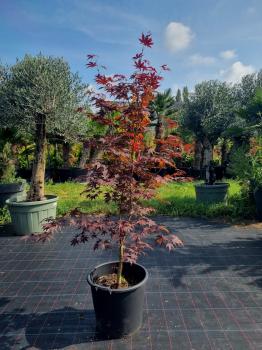 Roter-Faecherahorn-Acer-Palmatum-Bloodgood-Nr-11