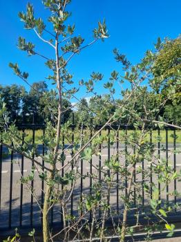 Korkbaum Quercus suber 230cm ( genau diese Korkeiche ) Nr. 23
