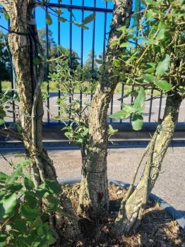 Korkbaum Quercus suber als Gartenbonsai 200cm ( genau diese Korkeiche ) Nr. 21
