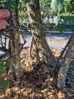 Korkbaum Quercus suber als Gartenbonsai 215cm ( genau diese Korkeiche ) Nr. 20