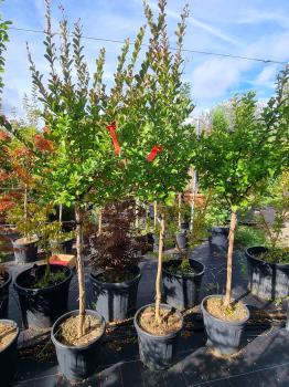 lagerstroemie-indica-pink-165cm