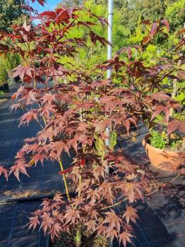 ↑ Sie erhalten genau diesen Roten Fächerahorn ↑ A.Palmatum Bloodgood Nr.18