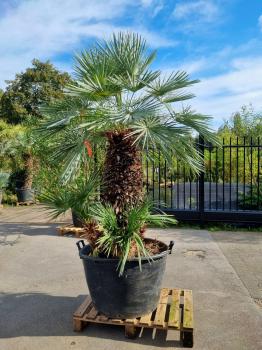Chamaerops-Cerifera-8