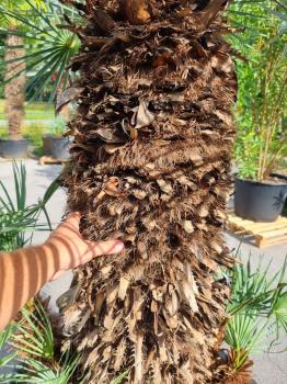 ↑ Sie erhalten genau diese Palme ↑ Chamaerops Cerifera 240cm Nr.8
