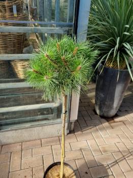 Pinus nigra Pierrick Bregeon® stämmchen - 80cm Stammhöhe.