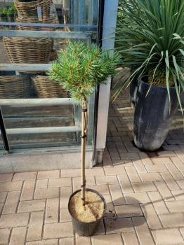 Pinus-Sylvestris-80cm.Stamm