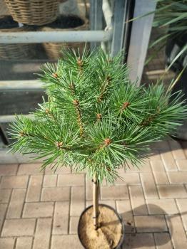 Pinus Sylvestris stämmchen - 80cm Stammhöhe.