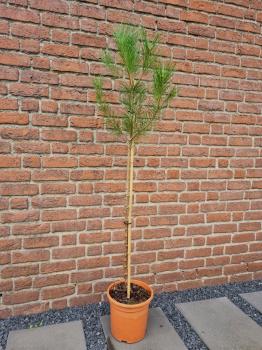 Pinus-Pinea-150/160-Paket-S