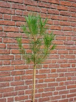 Pinus Pinea 150cm Mittelmeer - Schirmpinie.