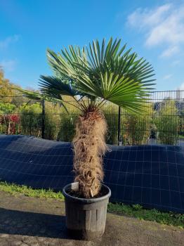 Trachycarpus-Fortunei-31