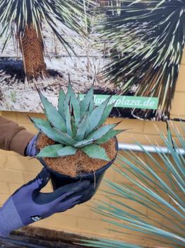 Winterharte-Agave-Neomexicana-L