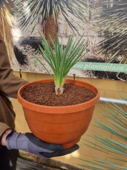 Winterharte Yucca Brevifolia Nr.152