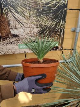 Winterharte-Yucca-Brevifolia-Nr-153