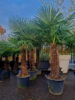 Trachycarpus-Fortunei-240