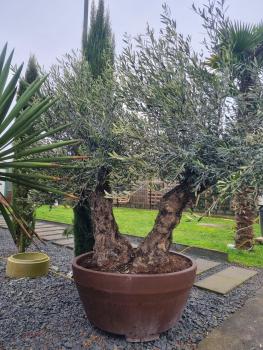 Olivenbaum im Dekotopf Nr.1
