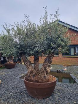 Olivenbaum-im-Dekotopf-Nr-2