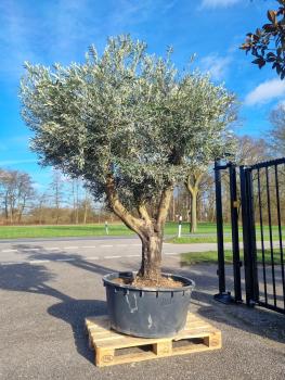 Olivenbaum Hojiblanca XXL 260cm verzweigt  Nr.58 - genau diesen abgebildeten.