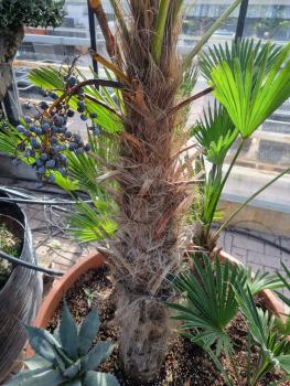 Trachycarpus Wagnerianus Palmengruppe -Weiblich mit Samen!