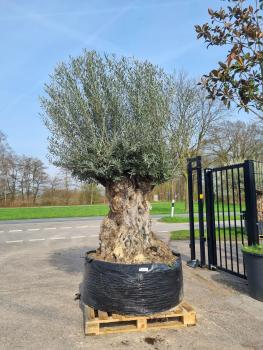 Olivenbaum Hojiblanca etwa 250 Jährig - super dick und groß.