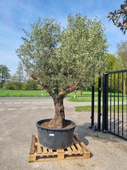 Olivenbaum-verzweigt-Nr-172
