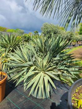Yucca Gloriosa variegata 1