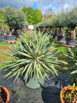 Yucca-Gloriosa-variegata-2