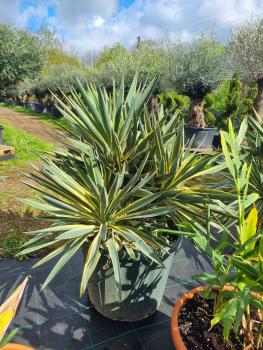 Yucca-Gloriosa-variegata-3