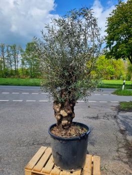Olivenbaum-kaufen-200