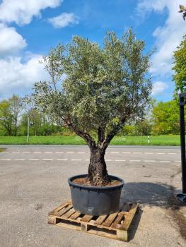 Olivenbaum-kaufen-207
