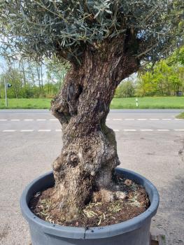 Einen schönen alten und dicken (145 Jährigen) Olivenbaum kaufen