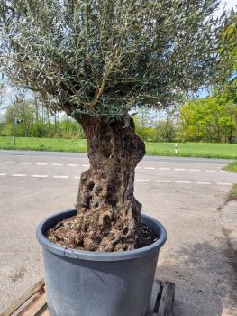 Einen schönen alten und dicken (145 Jährigen) Olivenbaum kaufen