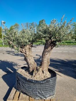 Olivenbaum-kaufen-225