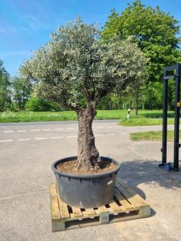 Olivenbaum-kaufen-218