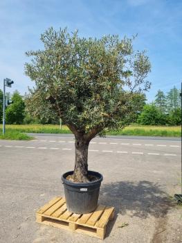 Olivenbaum-kaufen-229