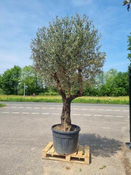 Olivenbaum-kaufen-230
