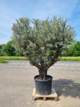 Olivenbaum-kaufen-232
