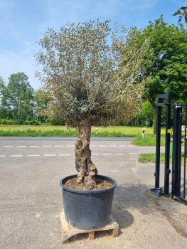 Olivenbaum 260cm  (80 Jährig) Olivenbaum kaufen.