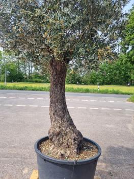 Olivenbaum 270cm - mit hohem Stamm (100 Jährig) Olivenbaum kaufen.