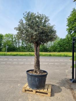 Olivenbaum Picual 280cm - mit hohem Stamm (75 Jährig) Olivenbaum kaufen.