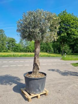 Olivenbaum-Bonsai-Nr-260
