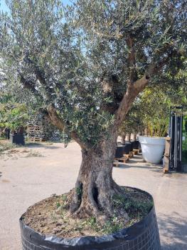 Olivenbaum mit einer Mega großen Blattkrone - Genau dieser steht zum verkauf.
